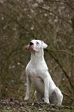 DOGUE ARGENTIN 483